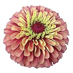 Park seed zinnia for sale  Delivered anywhere in USA 
