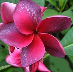 Semi freschi plumeria usato  Spedito ovunque in Italia 