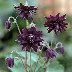 Aquilegia vulgaris seeds for sale  Delivered anywhere in UK