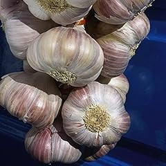 Garlic eden rose for sale  Delivered anywhere in UK