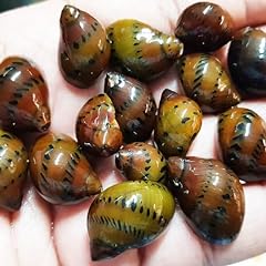 Onion nerite snails for sale  Delivered anywhere in Ireland