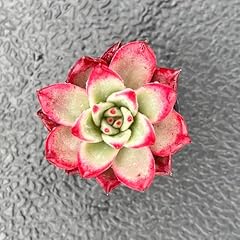 Live succulent echeveria for sale  Delivered anywhere in USA 