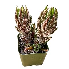 Sprout green haworthia for sale  Delivered anywhere in USA 