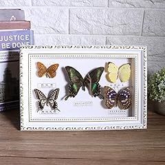 Specimen exquisite butterflies for sale  Delivered anywhere in UK