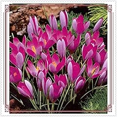 Crocus bulbs crocus for sale  Delivered anywhere in UK
