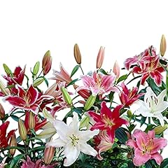Easy grow lilium for sale  Delivered anywhere in USA 