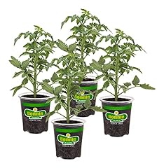 Bonnie plants german for sale  Delivered anywhere in USA 
