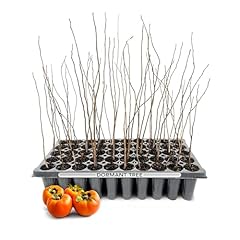 Persimmon fruit trees for sale  Delivered anywhere in USA 
