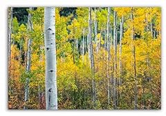 Aspen tree autumn for sale  Delivered anywhere in USA 