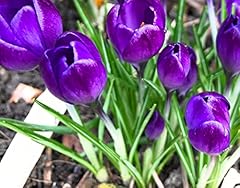 Bulbs purple crocus for sale  Delivered anywhere in UK