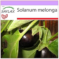 Saflax melanzana semi usato  Spedito ovunque in Italia 
