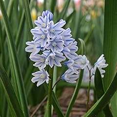 Woodland bulbs puschkinia for sale  Delivered anywhere in UK