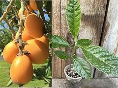 Perennial golden loquat for sale  Delivered anywhere in USA 