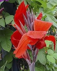 Perfect plants canna for sale  Delivered anywhere in UK
