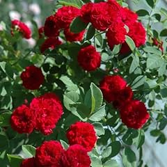 Peter beales roses for sale  Delivered anywhere in UK