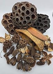 Seed pod botanicals for sale  Delivered anywhere in USA 
