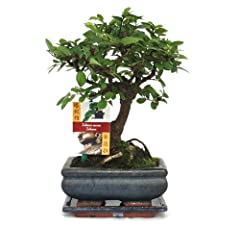 Exotenherz bonsai chinesische gebraucht kaufen  Wird an jeden Ort in Deutschland