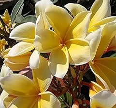 Yellow hawaiian rare for sale  Delivered anywhere in USA 