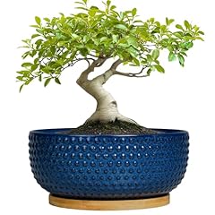 Epfamily bonsai pots for sale  Delivered anywhere in USA 