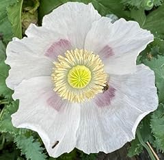 Giant white poppy for sale  Delivered anywhere in USA 