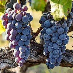 Red blue grape for sale  Delivered anywhere in USA 