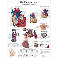 Scientific anatomie humaine d'occasion  Livré partout en France