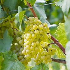 Grape chardonnay vitis for sale  Delivered anywhere in UK