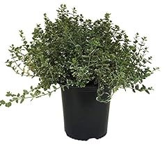 Euonymus emerald gaiety for sale  Delivered anywhere in USA 