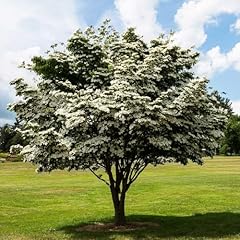 Kousa dogwood trees for sale  Delivered anywhere in USA 