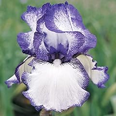 Hemstitched bearded iris for sale  Delivered anywhere in USA 