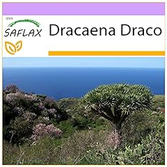 SAFLAX - Drago de Canarias - 5 semillas - Dracaena, usado segunda mano  Se entrega en toda España 