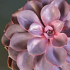 Echeveria purple pearl for sale  Delivered anywhere in UK