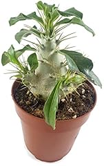 Seltene pachypodium saundersii gebraucht kaufen  Wird an jeden Ort in Deutschland