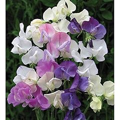 Sweet pea scent for sale  Delivered anywhere in UK