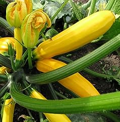 Seedeo zucchini gold gebraucht kaufen  Wird an jeden Ort in Deutschland