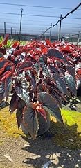 Begonia angel maroon for sale  Delivered anywhere in USA 