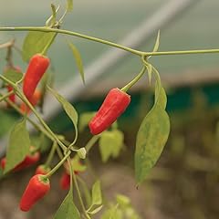 Gardeners kitchen chilli for sale  Delivered anywhere in UK