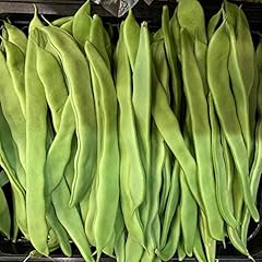 Romano pole bean for sale  Delivered anywhere in USA 