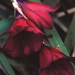 Dierama blackbird angels for sale  Delivered anywhere in UK