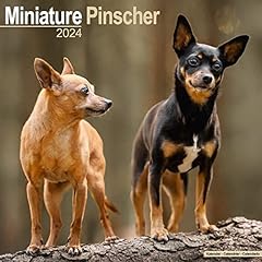 Miniature pinscher calendar usato  Spedito ovunque in Italia 