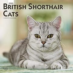 British shorthair cats d'occasion  Livré partout en France