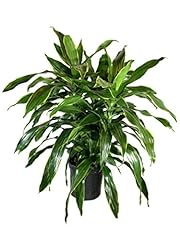 Dracaena art carmen for sale  Delivered anywhere in USA 