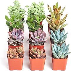 Shop succulents assorted for sale  Delivered anywhere in USA 