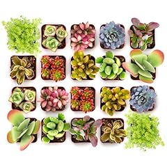 Shop succulents endless for sale  Delivered anywhere in USA 