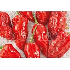 Pianta vera peperoncino usato  Spedito ovunque in Italia 