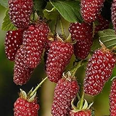 Potseed raspberry fruit gebraucht kaufen  Wird an jeden Ort in Deutschland