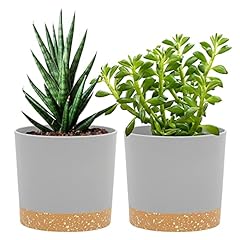 Qcqhdu inch plant for sale  Delivered anywhere in USA 