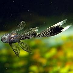 Longfin bristlenose pleco for sale  Delivered anywhere in USA 