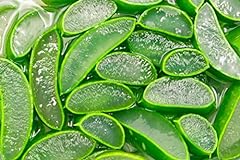 Aloe vera seeds for sale  Delivered anywhere in USA 