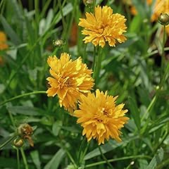 Coreopsis golden joy for sale  Delivered anywhere in UK